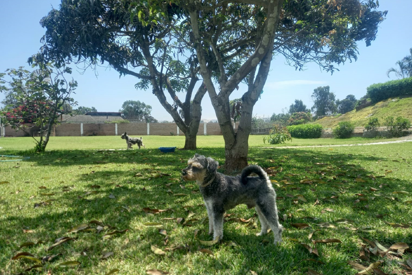 Entrenamiento al aire libre